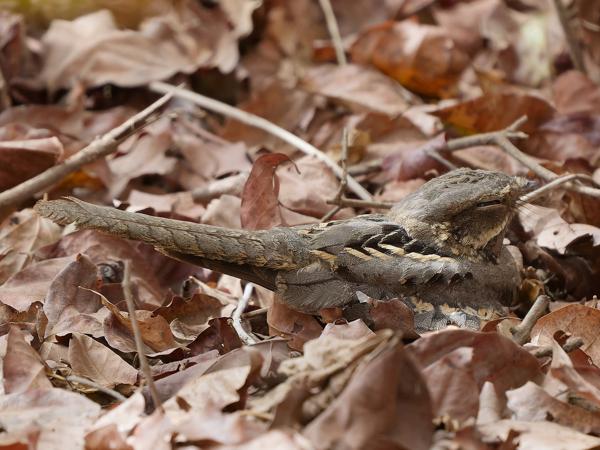 <h3><a href="/trips/gambia/biota/animalia/chordata/aves/032 caprimulgiformes/004 caprimulgidae/caprimulgus climacurus/caprimulgus climacurus-nl.html">Caprimulgus&nbsp;climacurus</a> / Long‑tailed&nbsp;nightjar / Langstaartnachtzwaluw</h3>OM-1 Mark II met OLYMPUS M.150-400mm F4.5, 1/2000 sec  bij F4.5, ISO 3200, afstand 5.03&nbsp;m